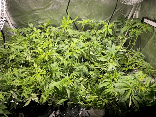 Kushberry Moonrocks — flower, day 54