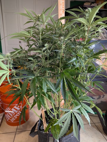 Boogie Brew + Bloom — flower, day 77