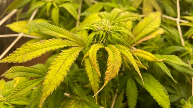 ❄️💚❄️WinterGrow❄️💚❄️ — flower, day 81