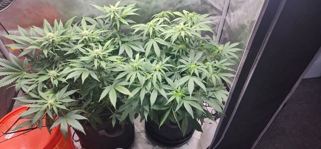 FastBuds Trainwreck Auto — flower, day 51