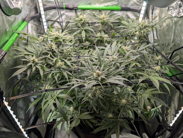 Cinderella 99 — flower, day 86