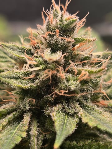 First grow — flower, day 115