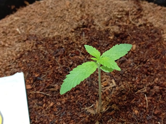 Strawberry Banana Auto  — seedling_rooting, day 28