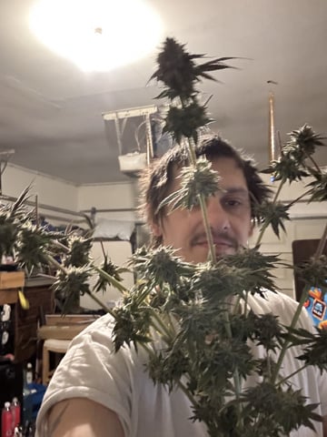 white widow — flower, day 49