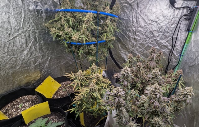 Mixed Grow — flower, day 118