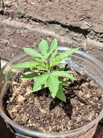 My First Grow — vegetative, day 37