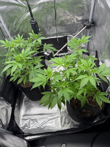  Trying to go big — vegetative, day 69