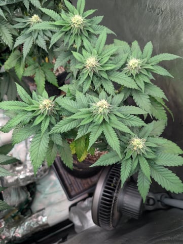 2026 Seedrun — vegetative, day 76