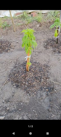 idk — seedling_rooting, day 1