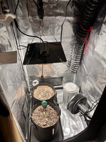 Gorilla Cookies — 1st Grow — seedling_rooting, day 9