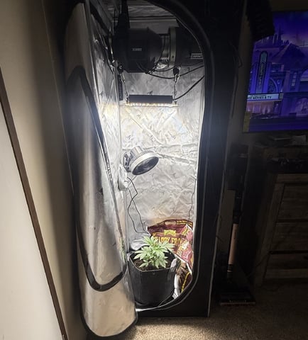 Random Seed — vegetative, day 22