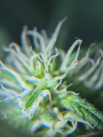 new strain — flower, day 51