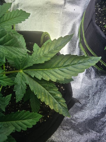 2nd Autoflower Indoor Grow — vegetative, day 24