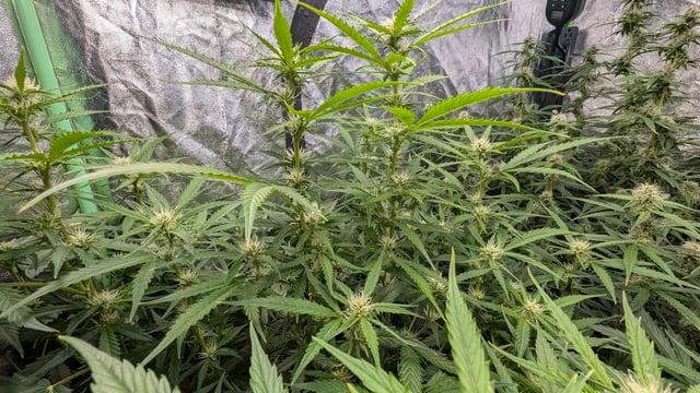 Strawberry Cheesecake Seedsman Seeds Autoflowers x2 — flower, day 60