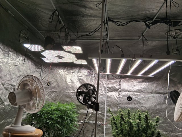 Seedman mix auto & seedman mix auto & GodFather OG — flower, day 81