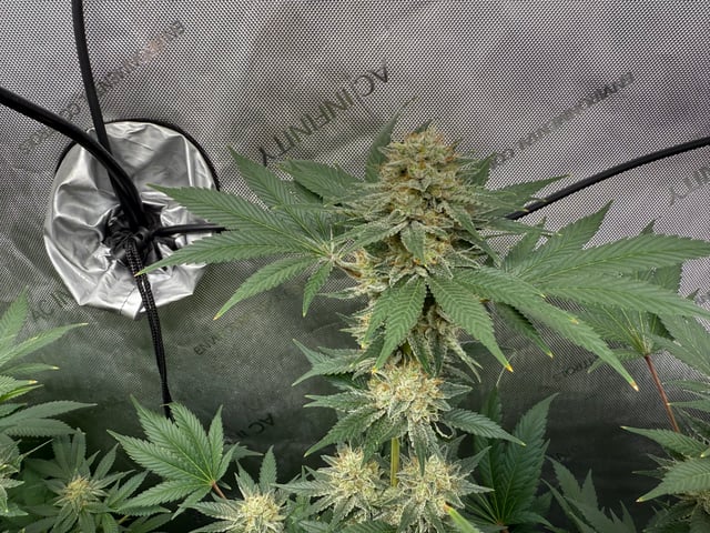 boom420 — flower, day 84