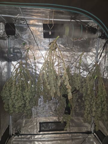 4 strains in 1 tent — harvest, day 137
