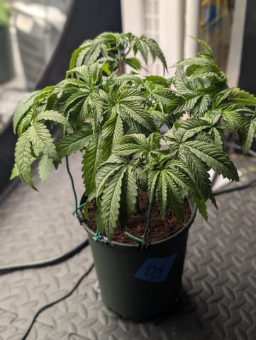 EG/SM/SG/CW — vegetative, day 30