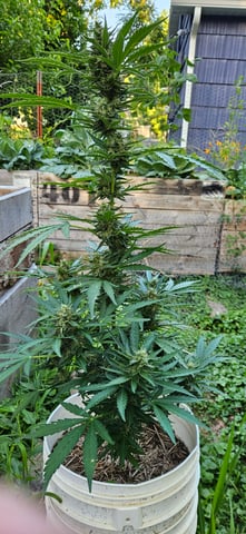 girl scout cookies (auto)