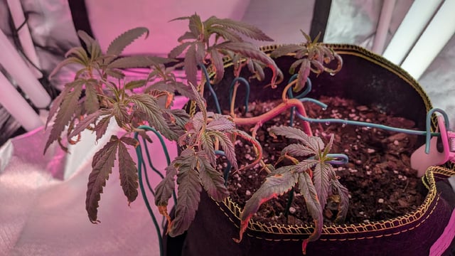 Dolly — vegetative, day 36