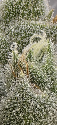 strawberry guava bx — flower, day 21