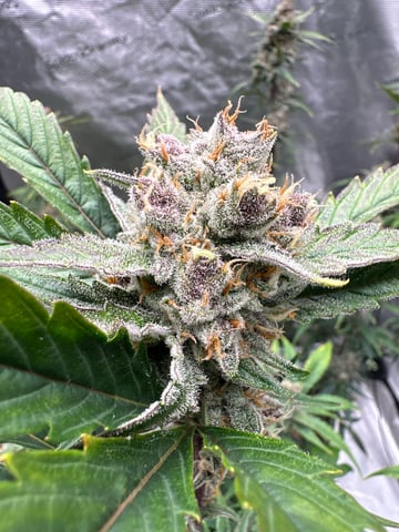 Good Genetix G-Line + Fat Bastard auto — auto, day 92
