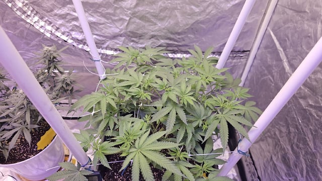 first grow adventure  — flower, day 62