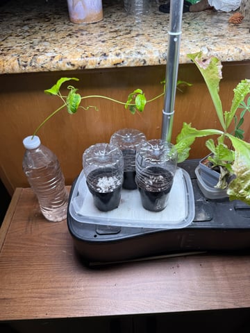  Super lemon haze, Auto — grow_setup, day 1