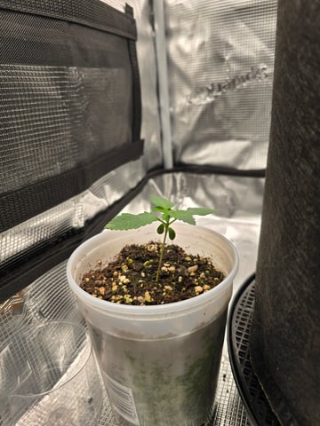 Northern lights #10 2nd plant (Selkies) — vegetative, day 10