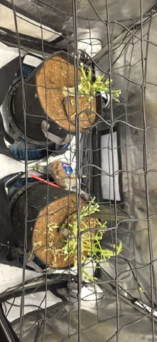 Ace Killer OG — harvest, day 89