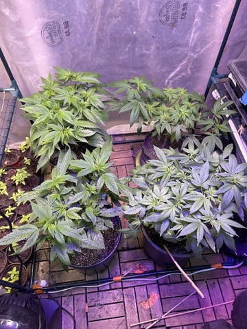 first indoor tent grow — vegetative, day 99