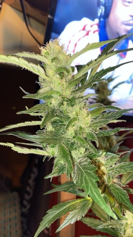 Ak-47 (Fast Verison) and pine Auto  — harvest, day 86