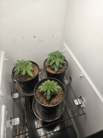 "NO CHEMA CUH" — seedling_rooting, day 26