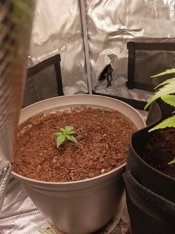 black gorilla feminized  — vegetative, day 8