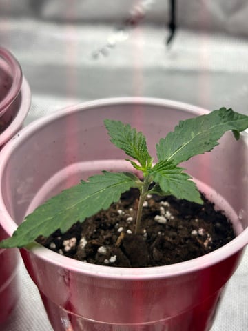 First Ever Grow GT — seedling_rooting, day 11