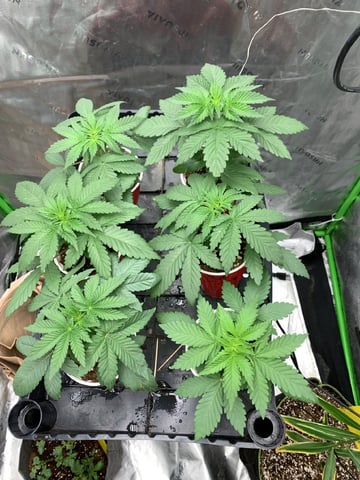 Papaya Frosting  — vegetative, day 24
