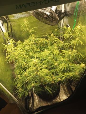 White Widow XXL Auto — flower, day 60