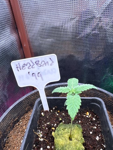 first grow in new 2x2 — seedling_rooting, day 11