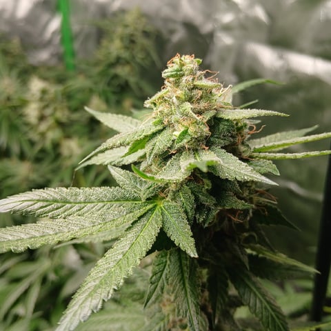 run #3 — flower, day 90