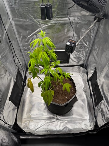  Apple fritter  Clones round two — vegetative, day 107
