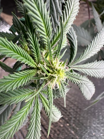 trying some bag seeds — flower, day 44