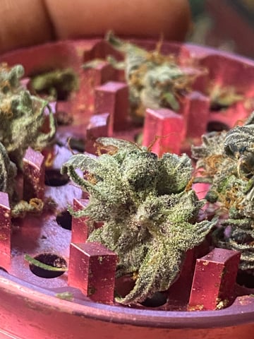 Auto Run #1 2025-2026 — done, day 118