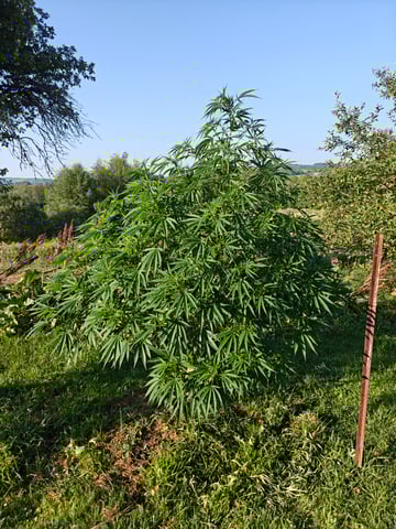 outdoors  unground 2025 — flower, day 1