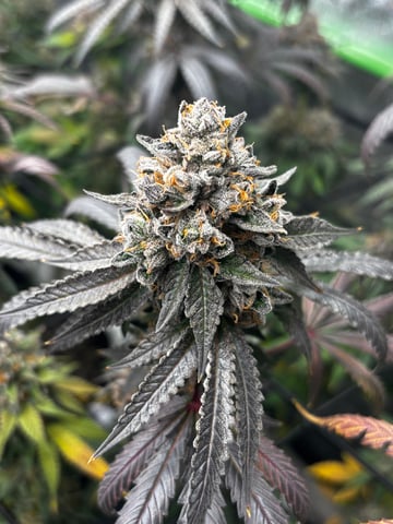 Pink Passion Fruit — flower, day 113