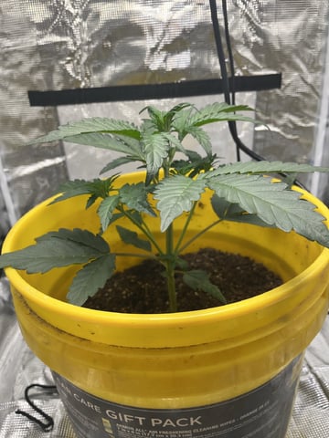 Wedding Cake Auto — vegetative, day 9