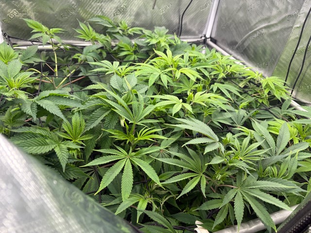 grow 3 — flower, day 4