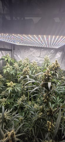 strawberry guava bx — flower, day 29