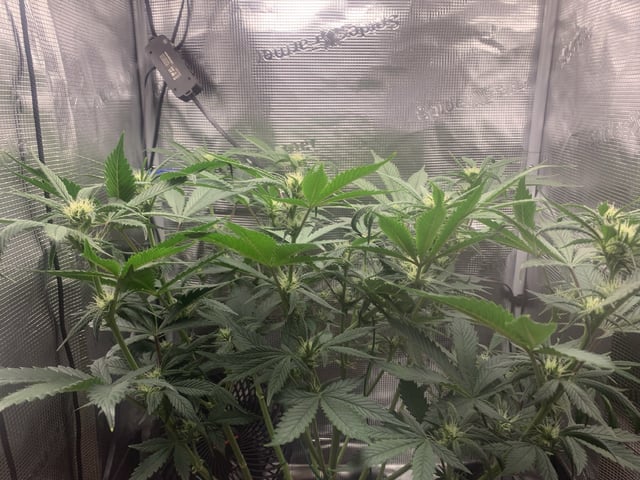 Blackberry Moonrocks (First Grow) — flower, day 23