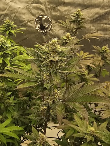 perfect circle/ cherrymac1 X candyland cross  — flower, day 16