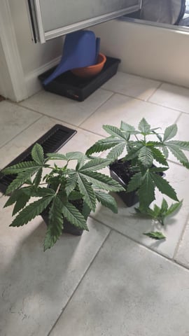 Original 1990 genetics  — vegetative, day 30